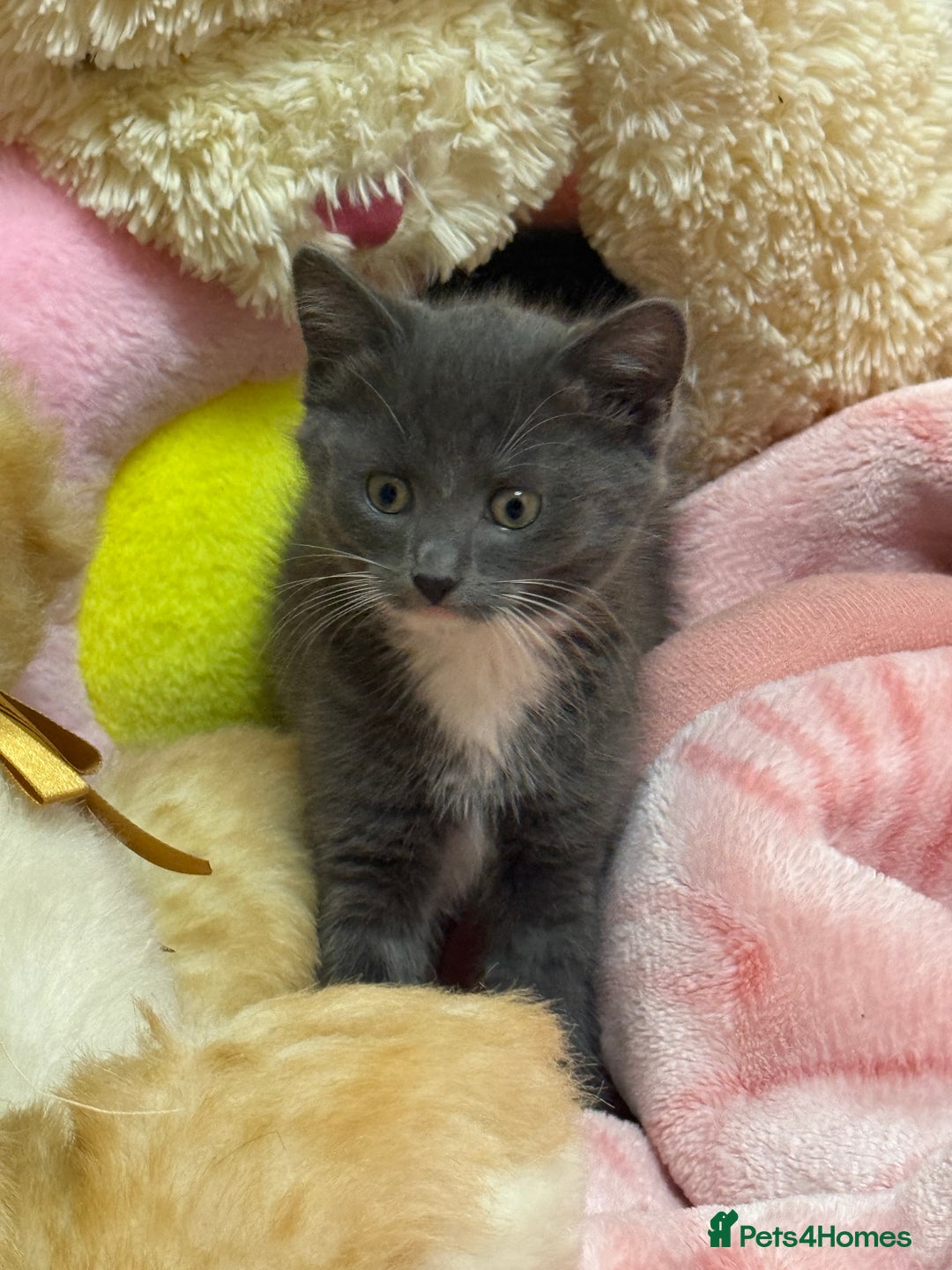 Maine Coon cats for sale: Half Mainecoon and Half British Shorthair  - Advert 7