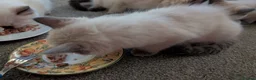 Ragdoll cats for sale: 5 ragdolls ready for their forever home - Advert 3