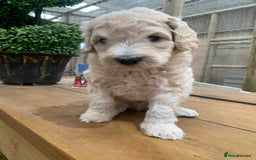 Bernedoodle dogs for sale: Medium Size Bernedoodle F1 puppies.  - Image 10