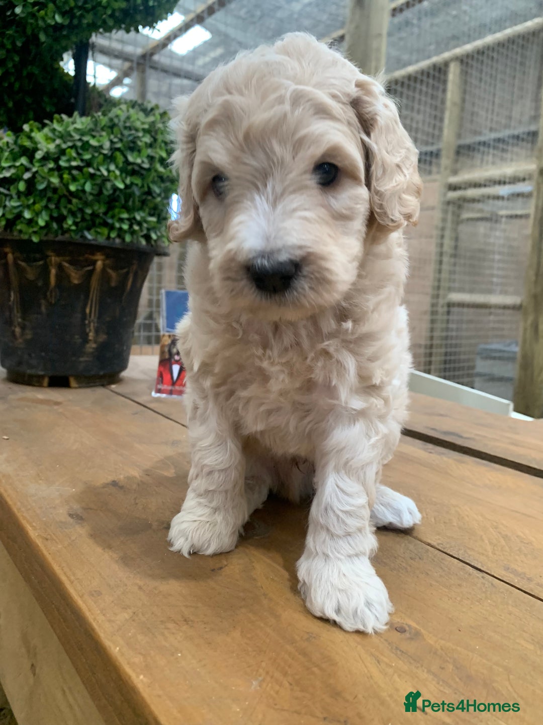 Bernedoodle dogs for sale: Medium Size Bernedoodle F1 puppies.  - Image 10