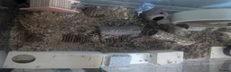 Hamster rodents for sale: Male Syrian hamster in Musselburgh - Advert 6