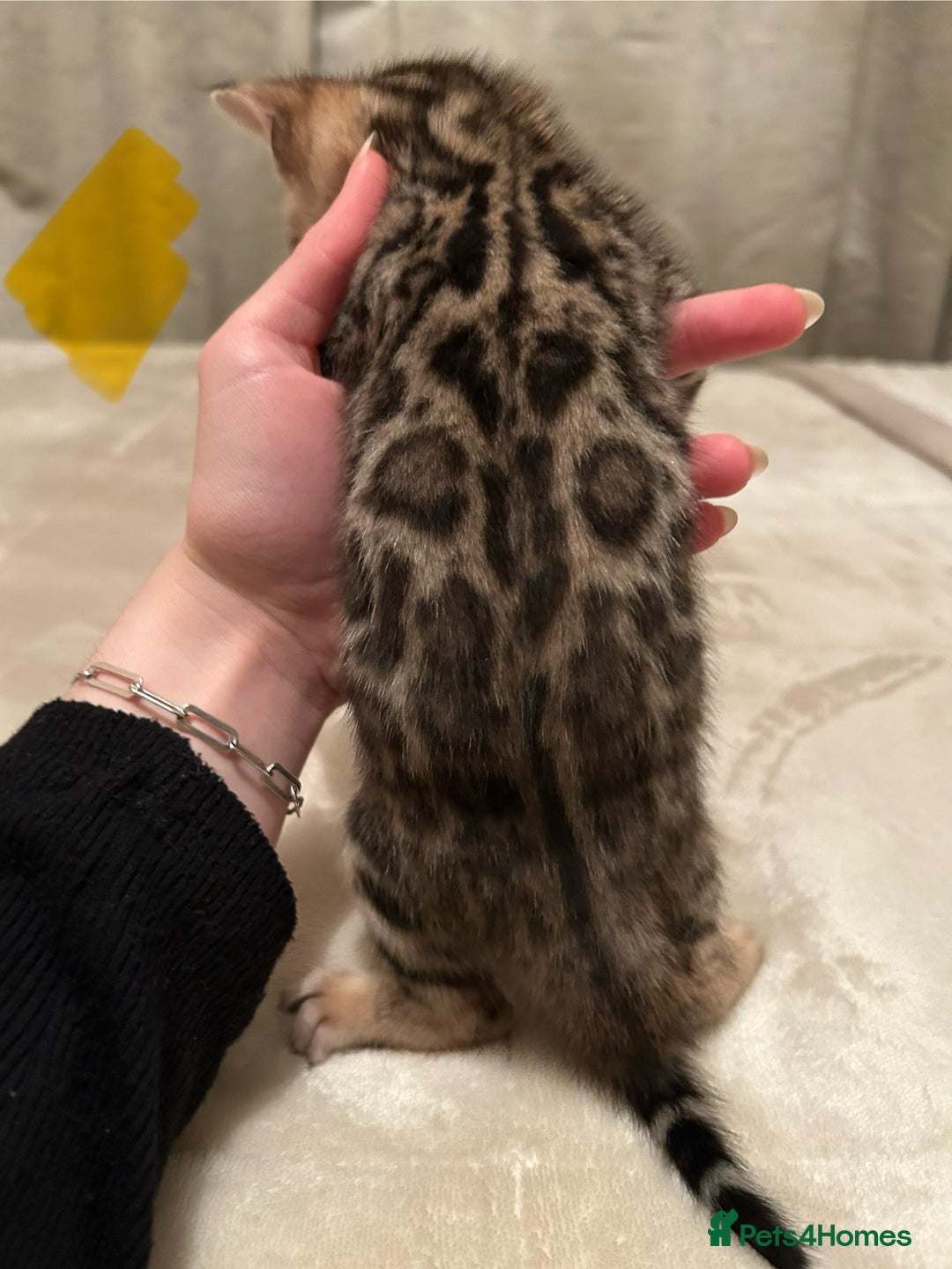 Bengal cats for sale: ❤️ Stunning Bengal Kittens for Reservation ❤️ - Advert 25