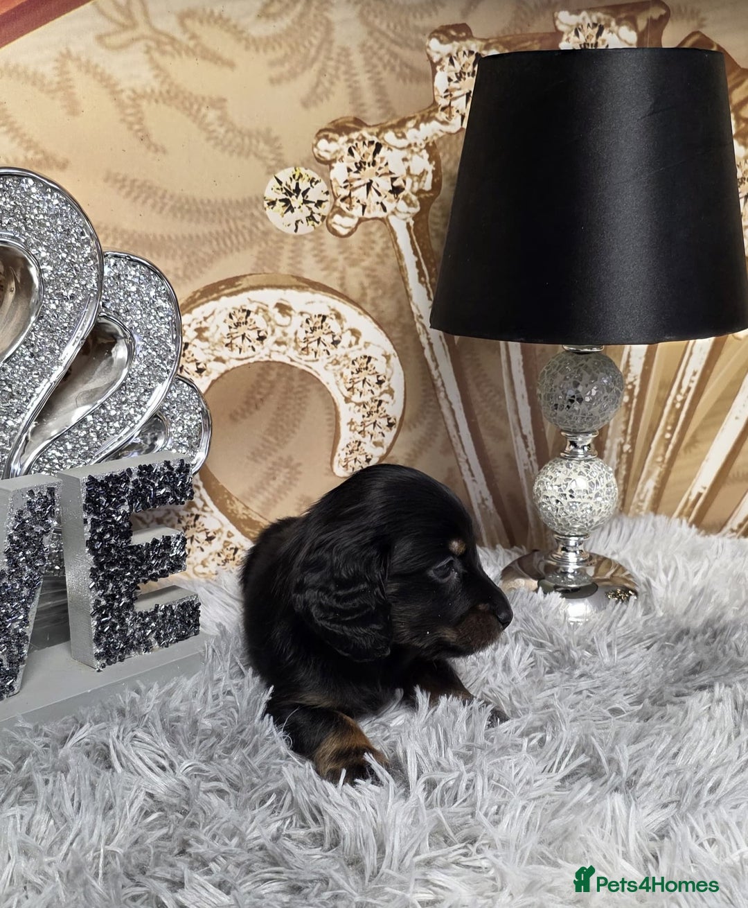 Miniature Dachshund dogs for sale: Adorable KC long coat boys available  - Advert 10