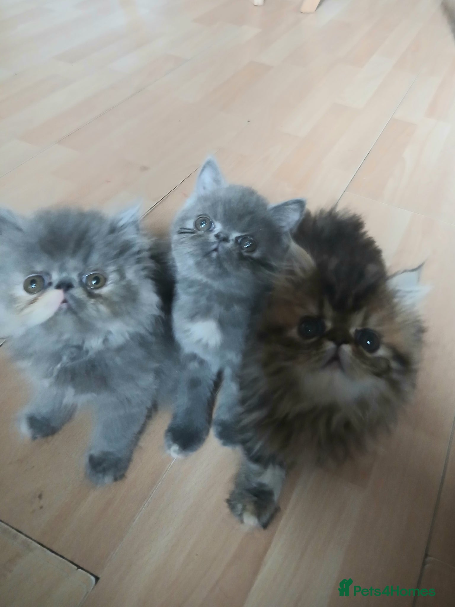 Persian cats Stunning Persian Exotics long haired and short - Advert 14