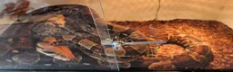 Boa Snake reptiles for sale: 9ft Boa constrictor plus vivarium  in Saint Leonards-on-sea - Advert 2