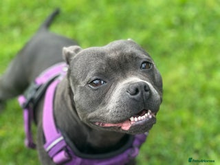 Staffordshire Bull Terrier dogs for sale - Advert 1