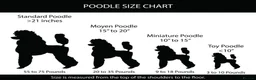 Standard Poodle dogs for sale: Two Beautiful Poodle Puppies left 🩷 - Advert 16