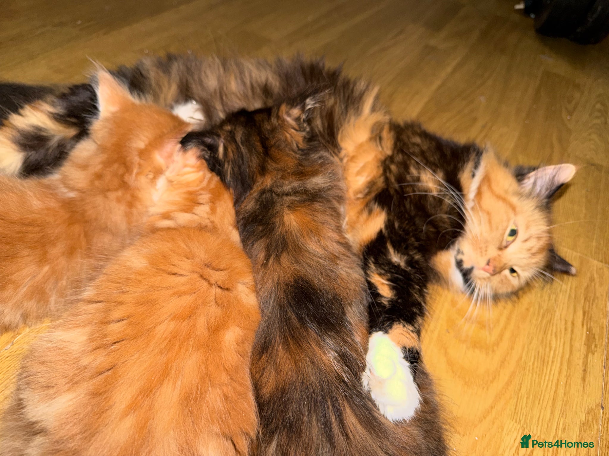 Mixed Breed cats for sale: 3 Sweet kittens available.  - Advert 3