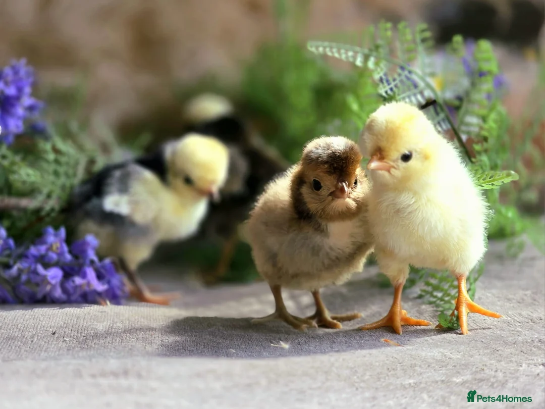 Chickens poultry for sale: Chicks & Chickens - Advert 6