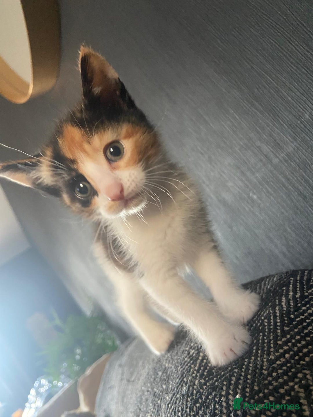 Mixed Breed cats for sale: 4 stunning babies READY NOW Calico and black&white - Image 21