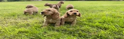 Cocker Spaniel dogs for sale: Stunning Showtype cocker spaniel puppies  - Advert 4