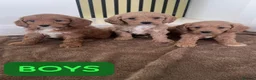 Cavapoo dogs for sale: LOVELY CAVAPOO PUPPY FOR SALE & REHOMING in Caerphilly - Advert 2