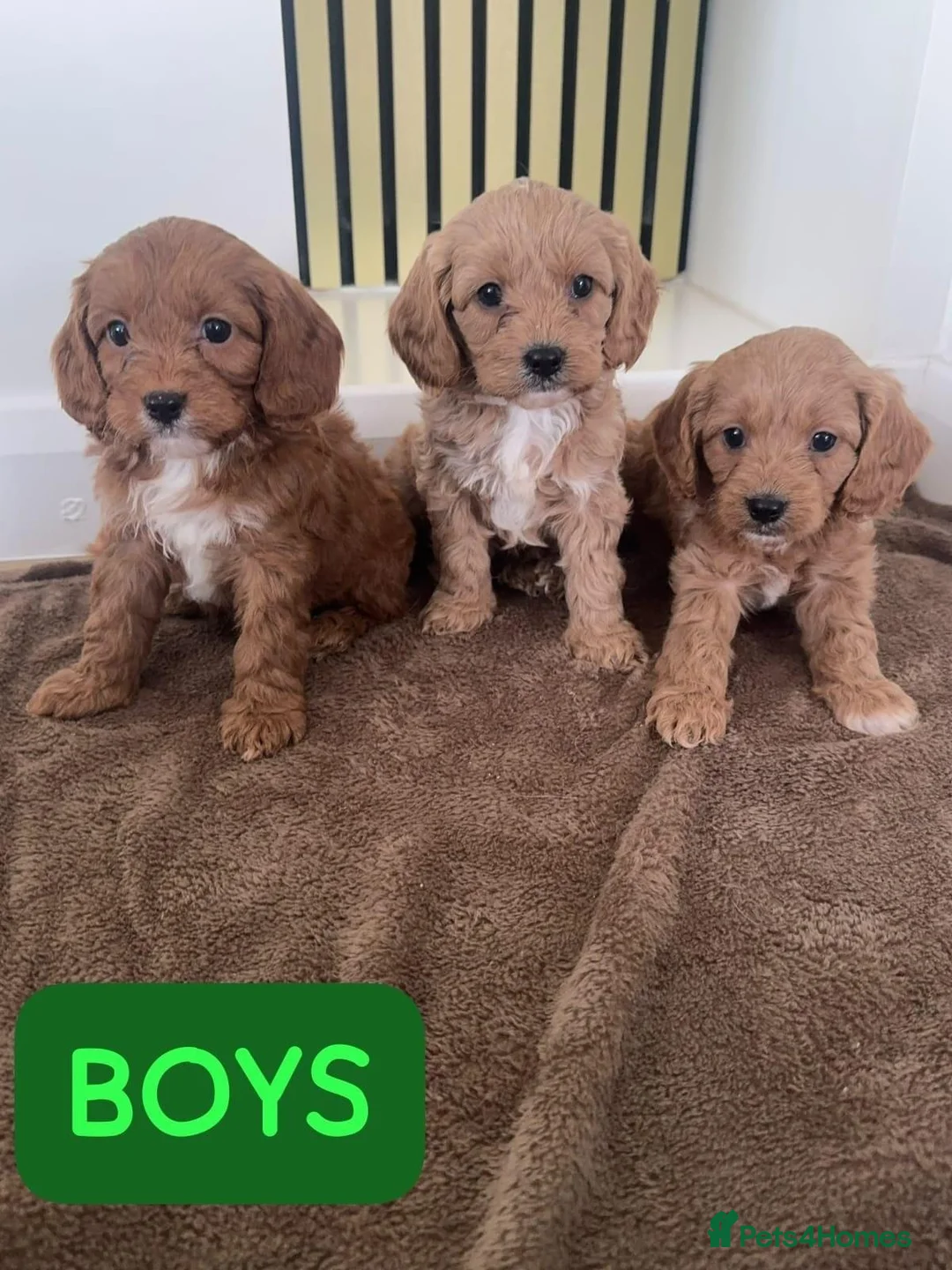 Cavapoo dogs for sale: LOVELY CAVAPOO PUPPY FOR SALE & REHOMING in Caerphilly - Advert 2