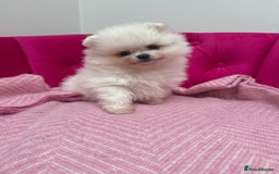 Pomeranian dogs for sale: READY 2nd August KC White Teddy Bear Poms - Image 6