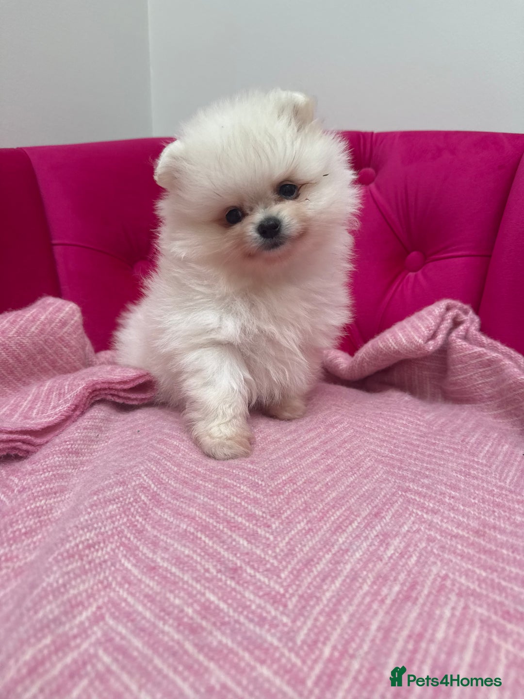 Pomeranian dogs for sale: READY 2nd August KC White Teddy Bear Poms - Image 6