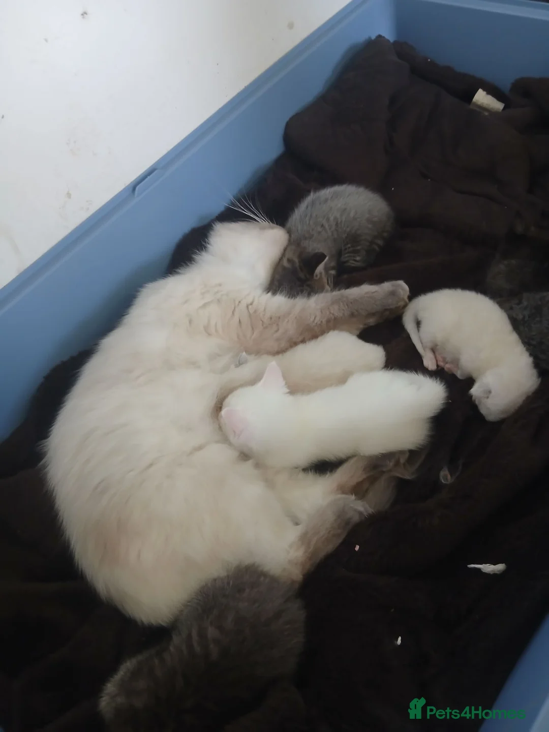 Ragdoll cats for sale: Stunning balls of fluff, beautiful Ragdoll kittens - Advert 2