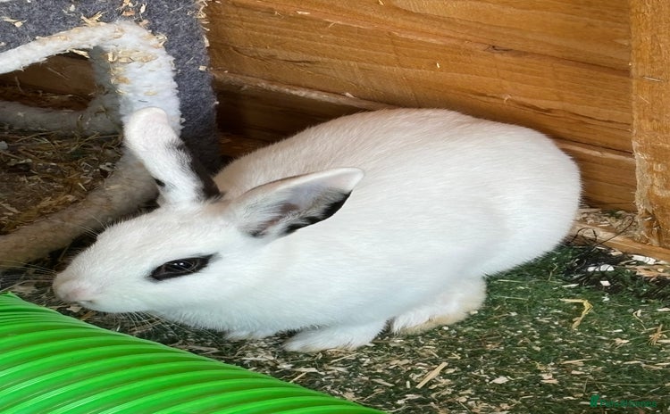 Dwarf Hotot rabbits - Advert 1