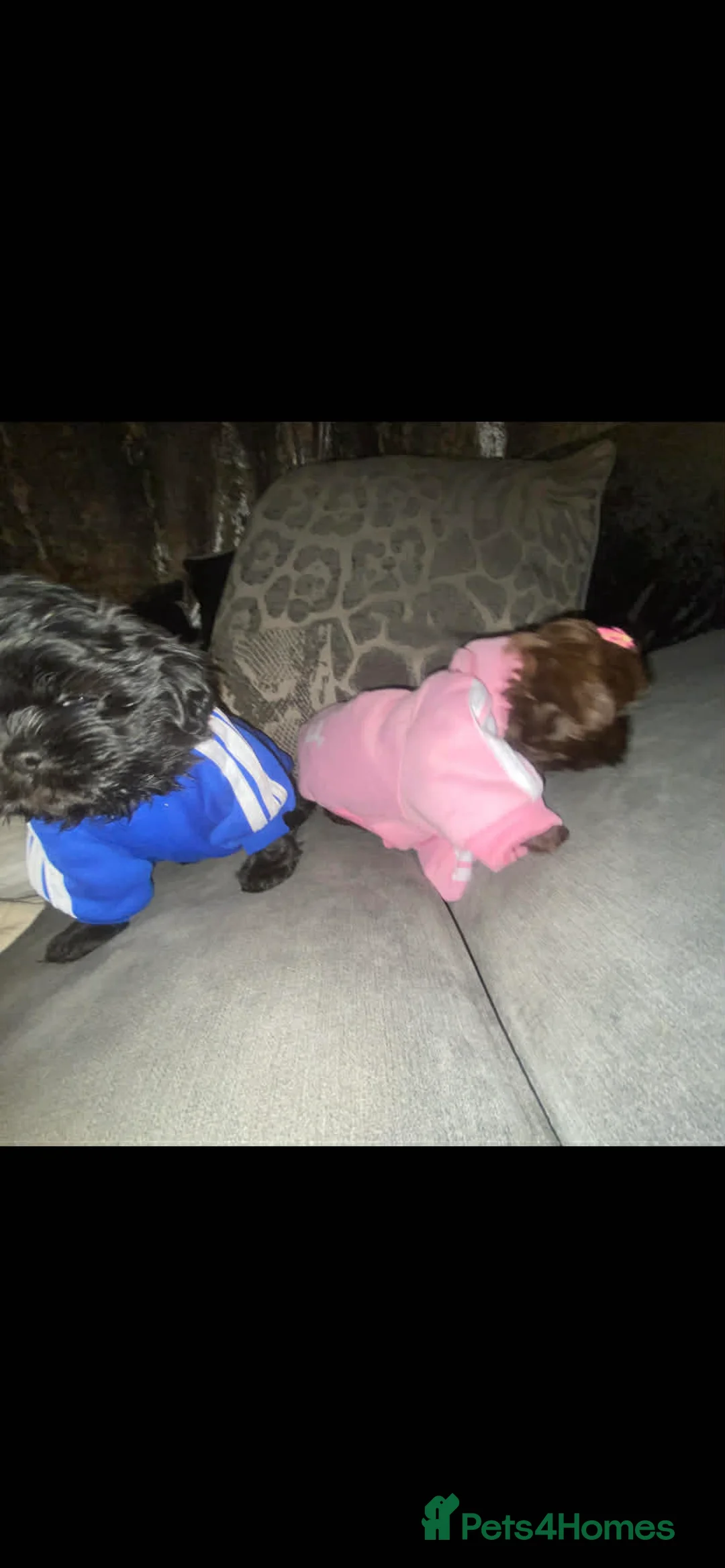 Shih Tzu dogs for sale: Shih Tzu Puppies For Sale - - Advert 13