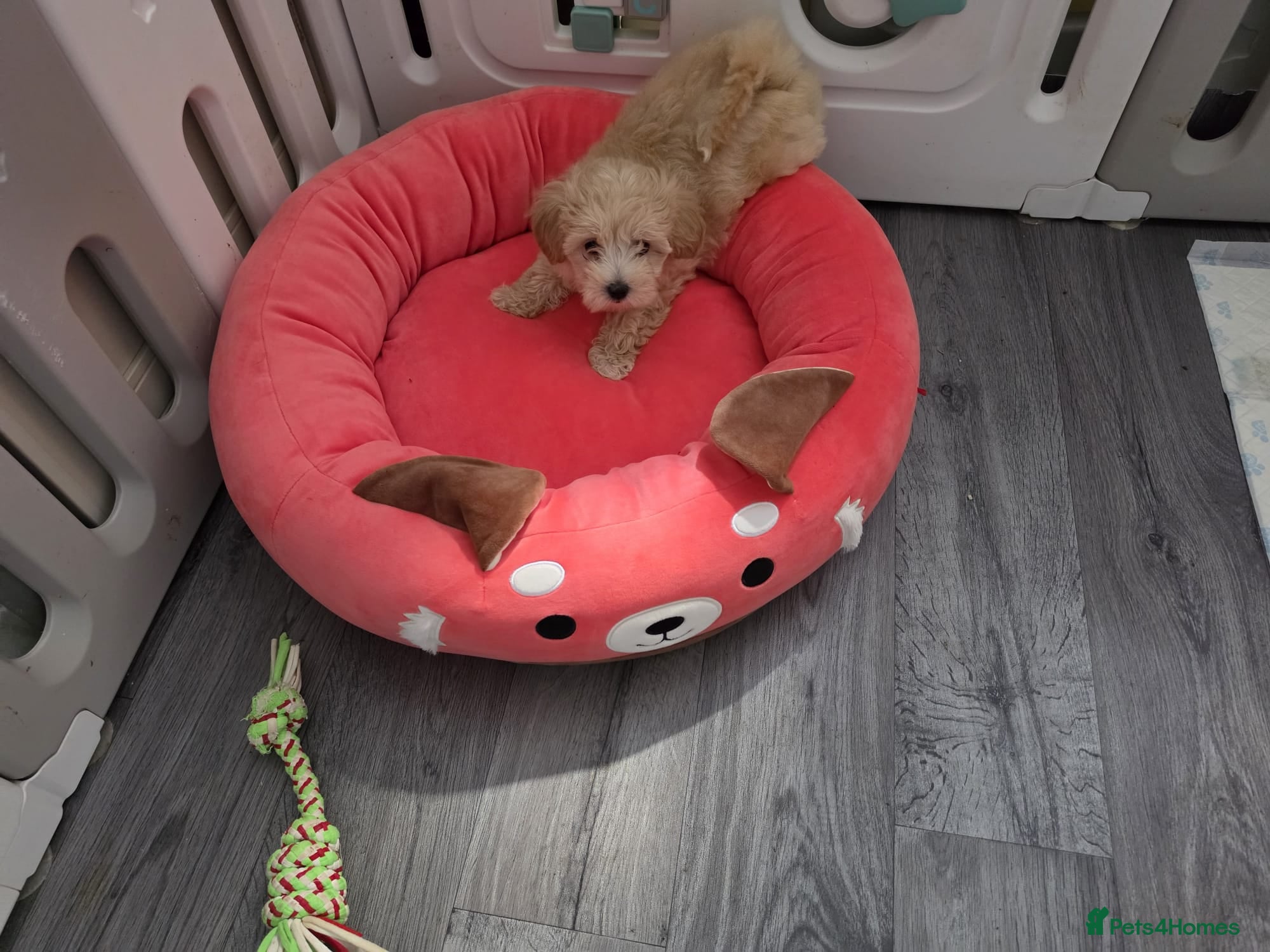 Maltipoo dogs 3 Gorgeous Asian F1 small Maltipoos - Advert 1
