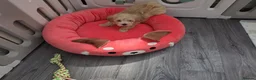 Maltipoo dogs for sale: 2  F1 Asian small Maltipoo Girls - Advert 19