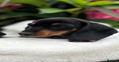 Miniature Dachshund dogs - Advert 11