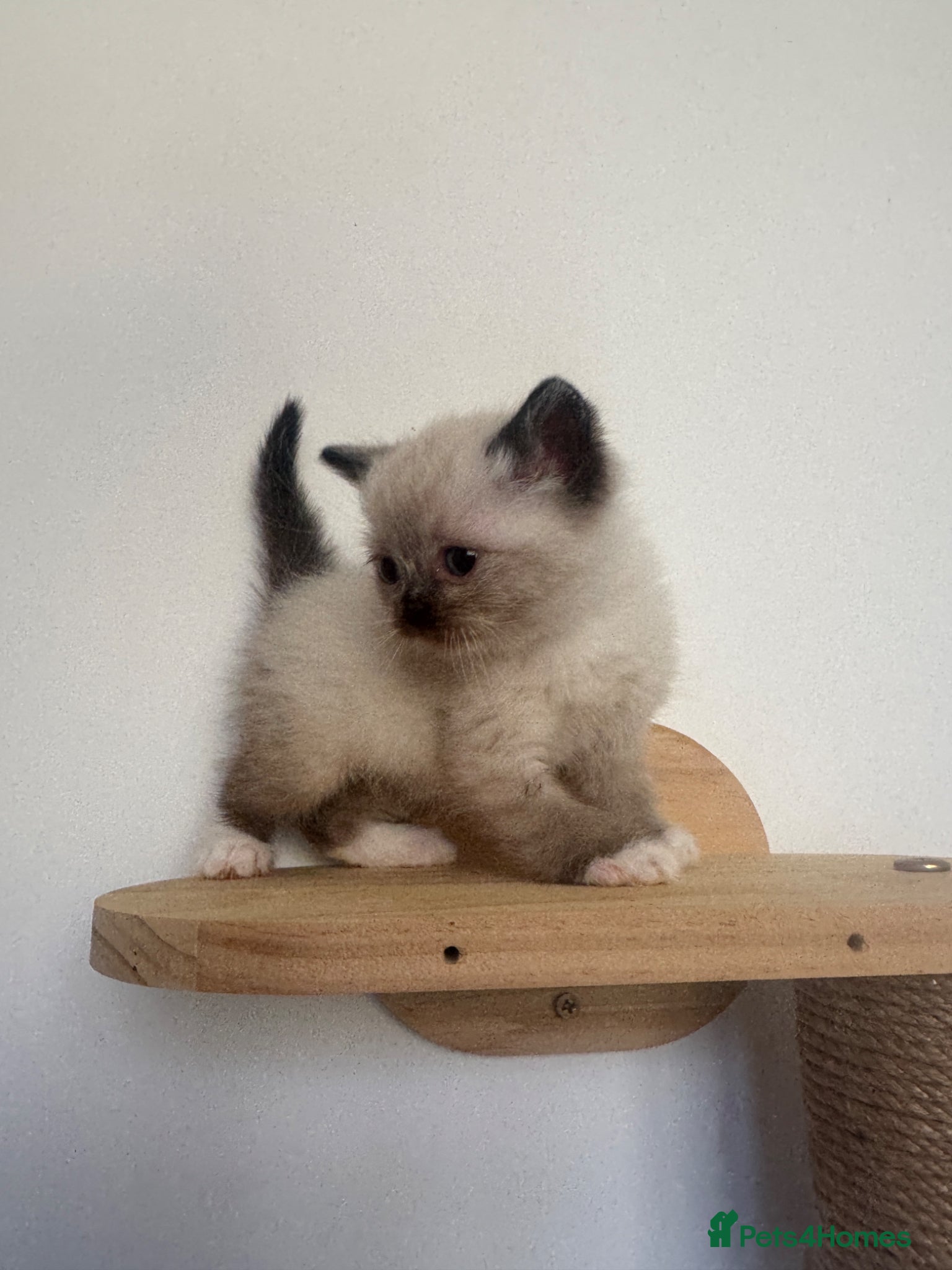 Mixed Breed cats Bsh x ragdoll kittens  - Advert 12