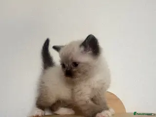 Mixed Breed cats Bsh x ragdoll kittens - Advert 12