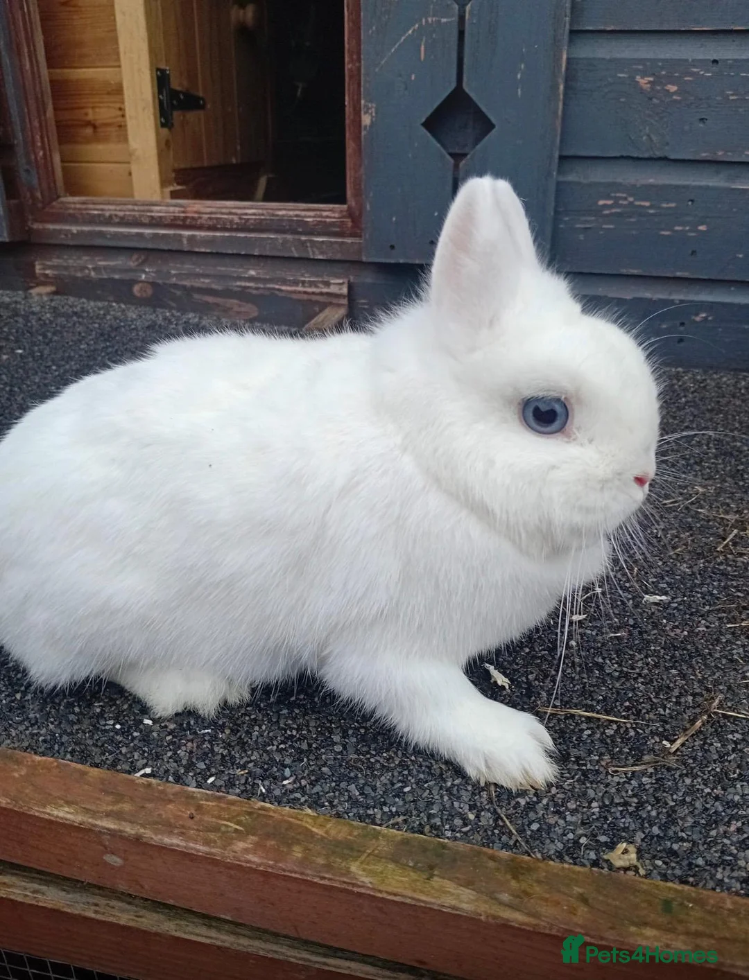 Netherland Dwarf rabbits for sale: Netherland dwarf rabbits  - Advert 3