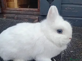 Netherland Dwarf rabbits Netherland dwarf baby rabbits - Advert 6