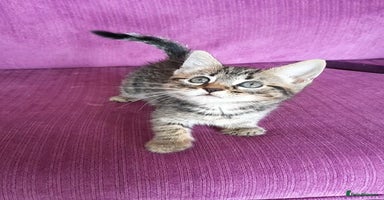 Mixed Breed cats - Advert 8