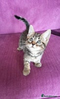 Mixed Breed cats - Advert 11
