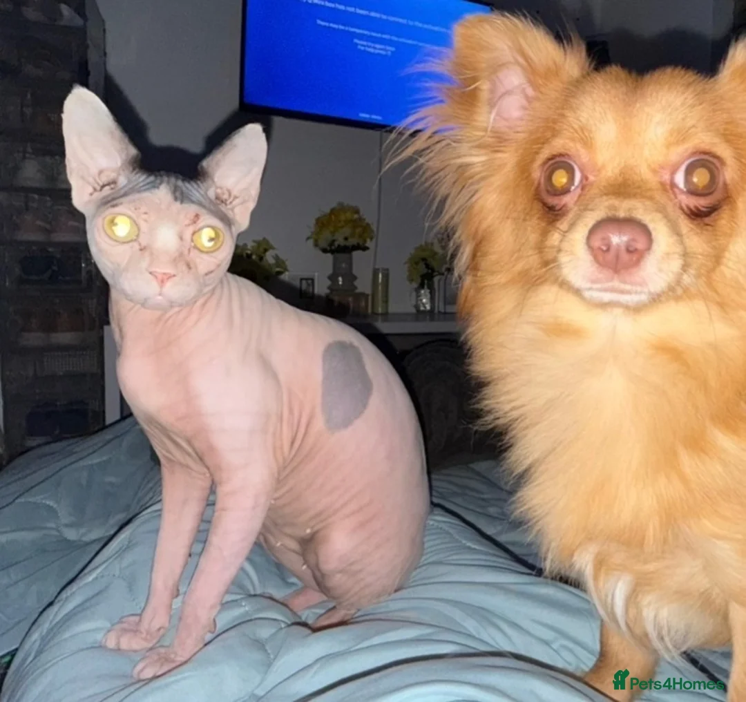 Sphynx cats for sale: Female sphynx - Advert 2