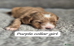 Cockapoo dogs for sale: Beautiful litter of 6 cockapoos - Image 7