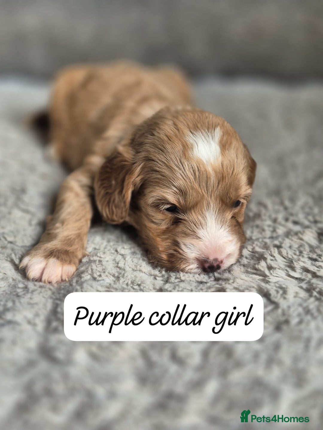 Cockapoo dogs for sale: Beautiful litter of 6 cockapoos - Image 7