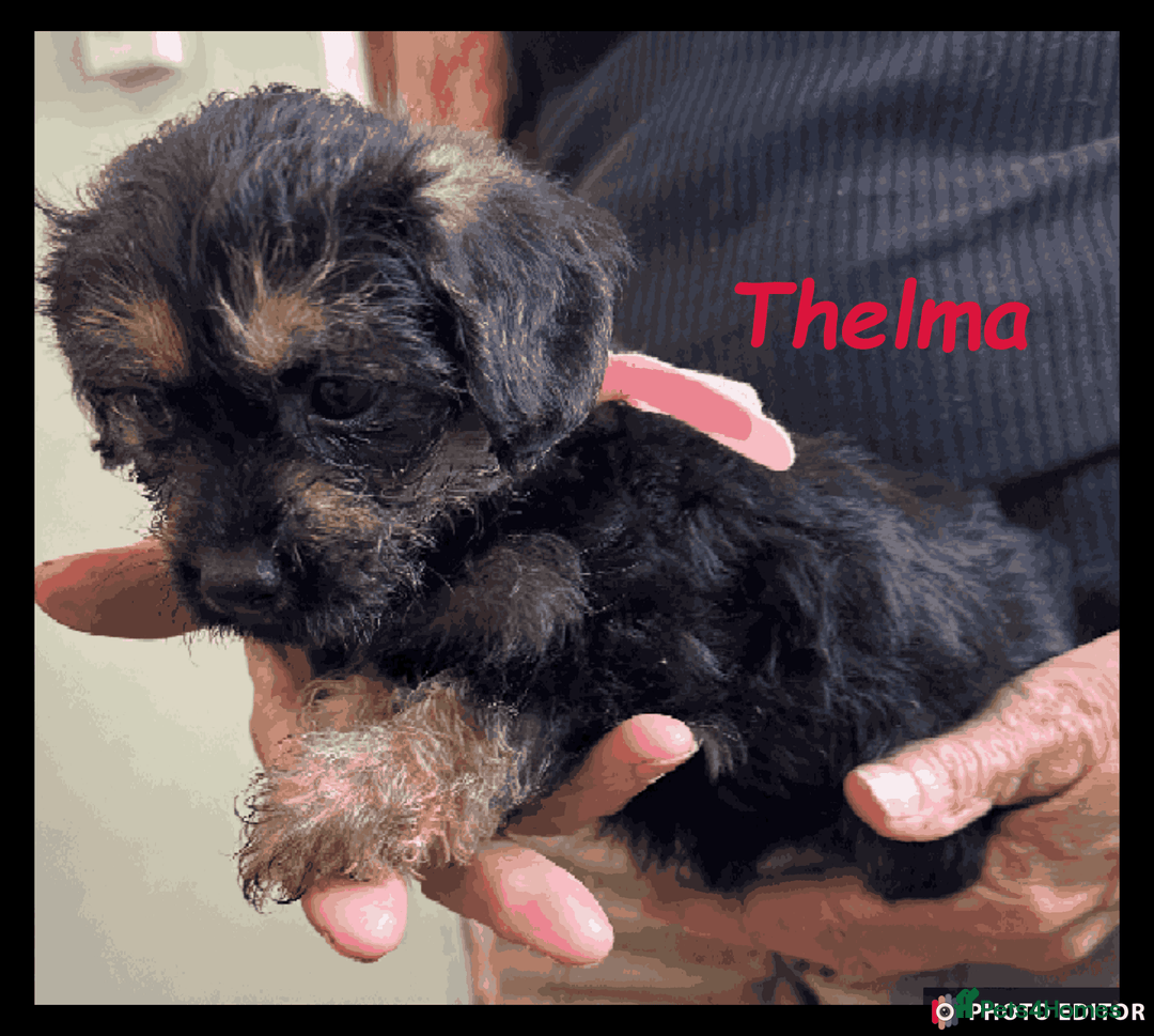 Mixed Breed dogs for sale: Beautiful Borderpoo Puppies – Ready 24th August - Image 26