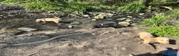 Cockapoo dogs for sale: Ruby and Rosie  in Cardiff - Advert 10