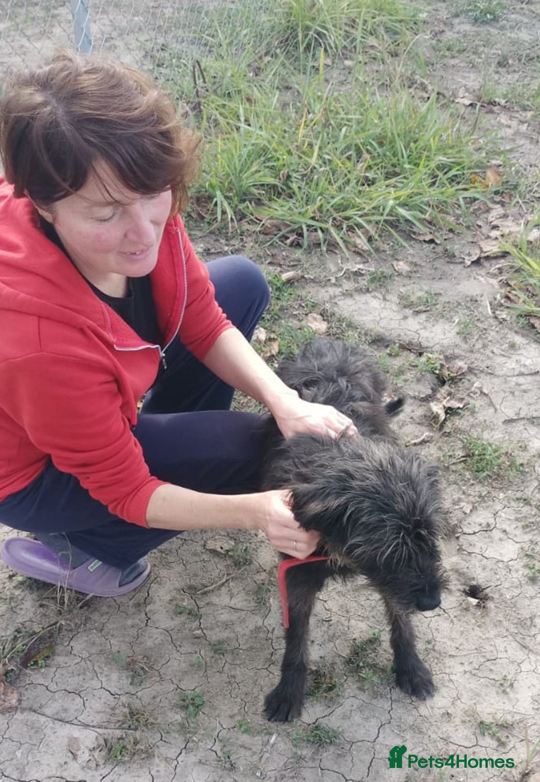Mixed Breed dogs for adoption: ROCKY – Gentle, Resilient & Ready for Love 🐾 - Advert 5