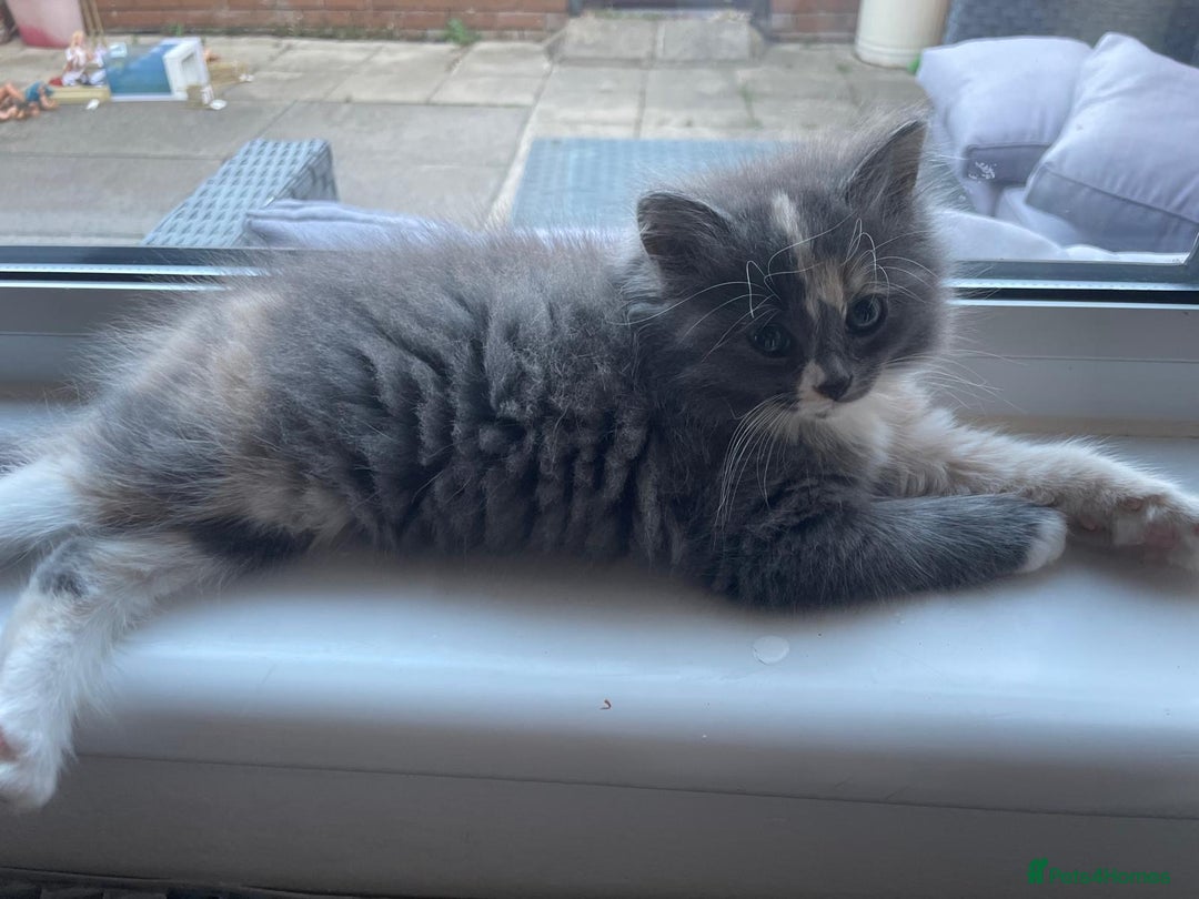 Mixed Breed cats for sale: Beautiful half britishshorthaired - Image 26
