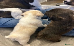 Jack Russell dogs for sale: Beautiful Jack Russell Pups 1 boy/ 1 girl  - Image 11