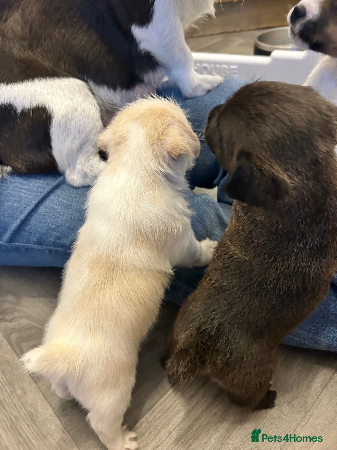 Jack Russell dogs for sale: Beautiful Jack Russell Pups 1 boy/ 1 girl  - Image 11