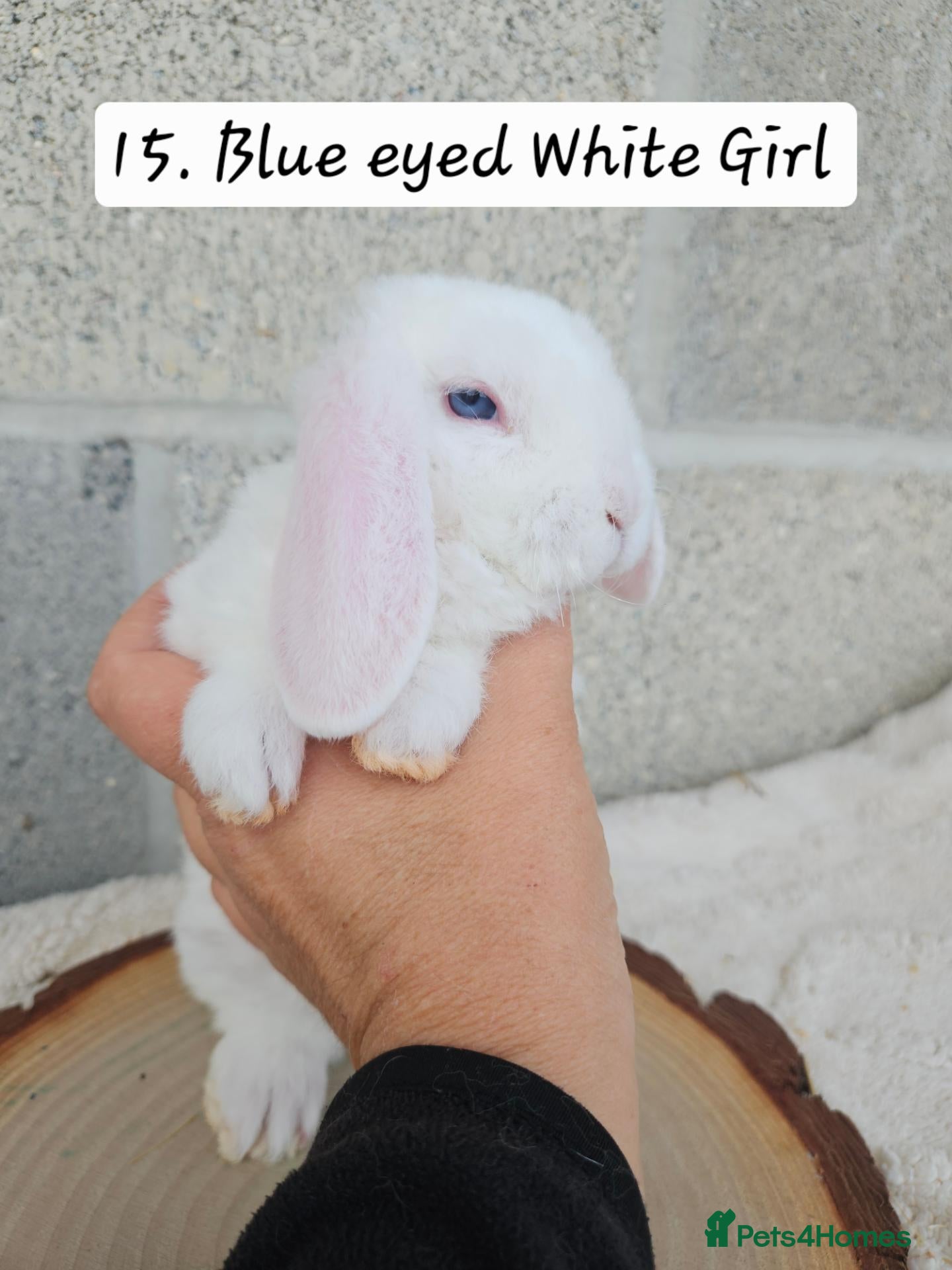 Mini Lop rabbits 🩷Ad 1 Purebred mini plush lops🩵🧸 - Advert 2