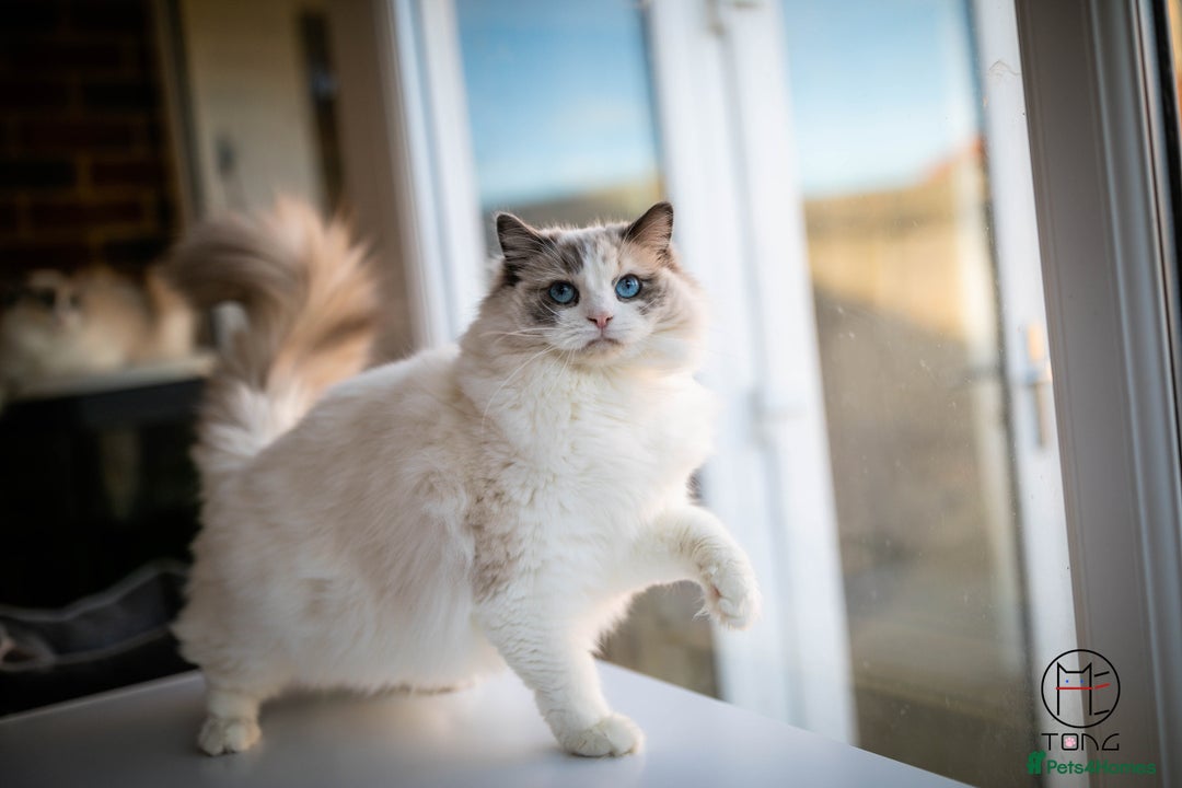 Ragdoll cats for sale: Rare colour GCCF kittens from Champion lines - Image 13