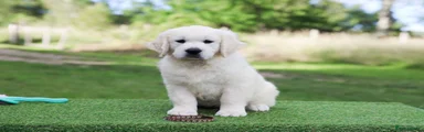Golden Retriever 3