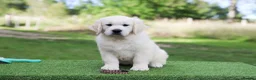 Golden Retriever dogs for sale: Beautiful KC Registered golden retriever puppies - Advert 5