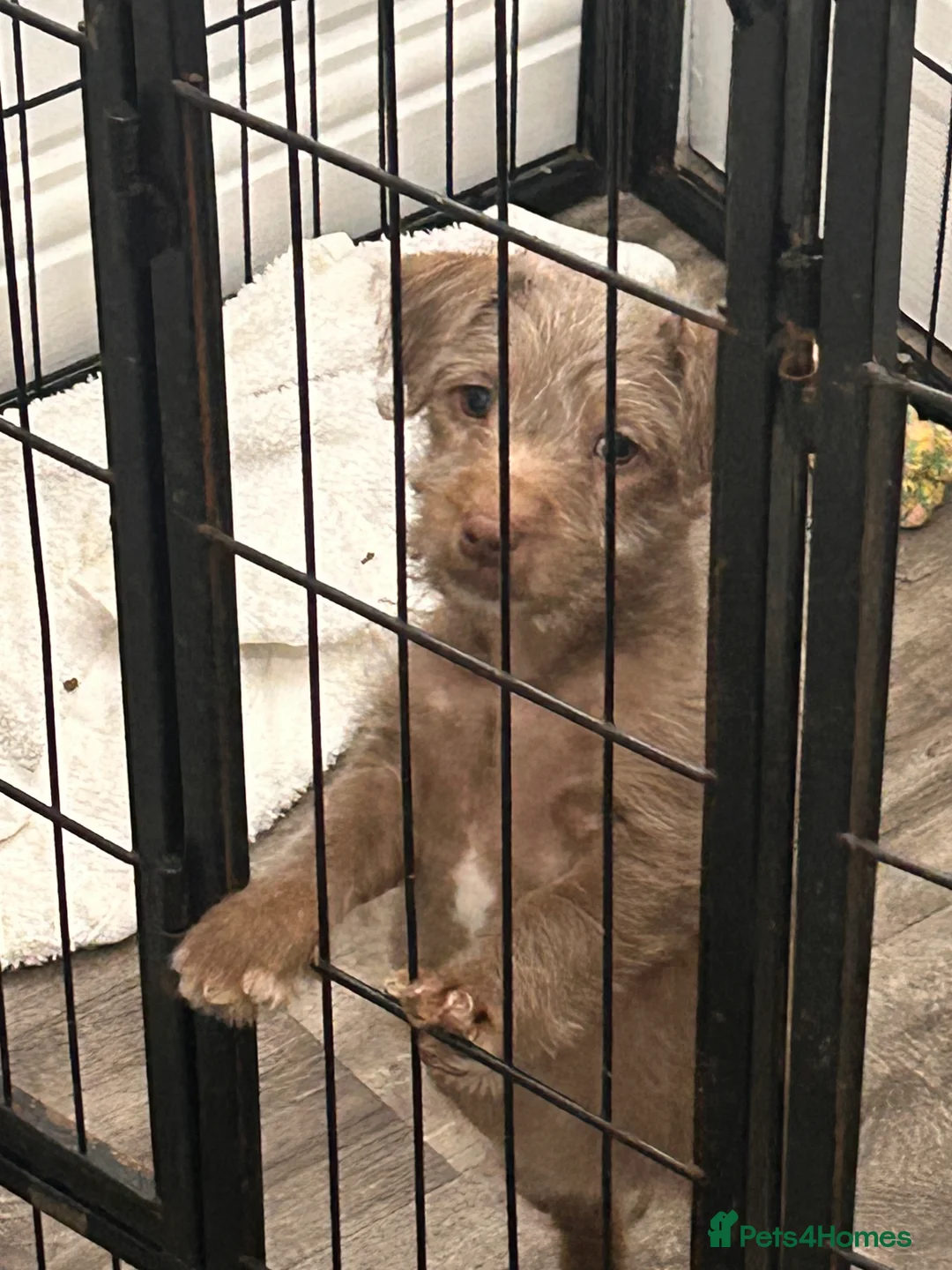 Patterjack dogs for sale: female patterjack ready now - Advert 4