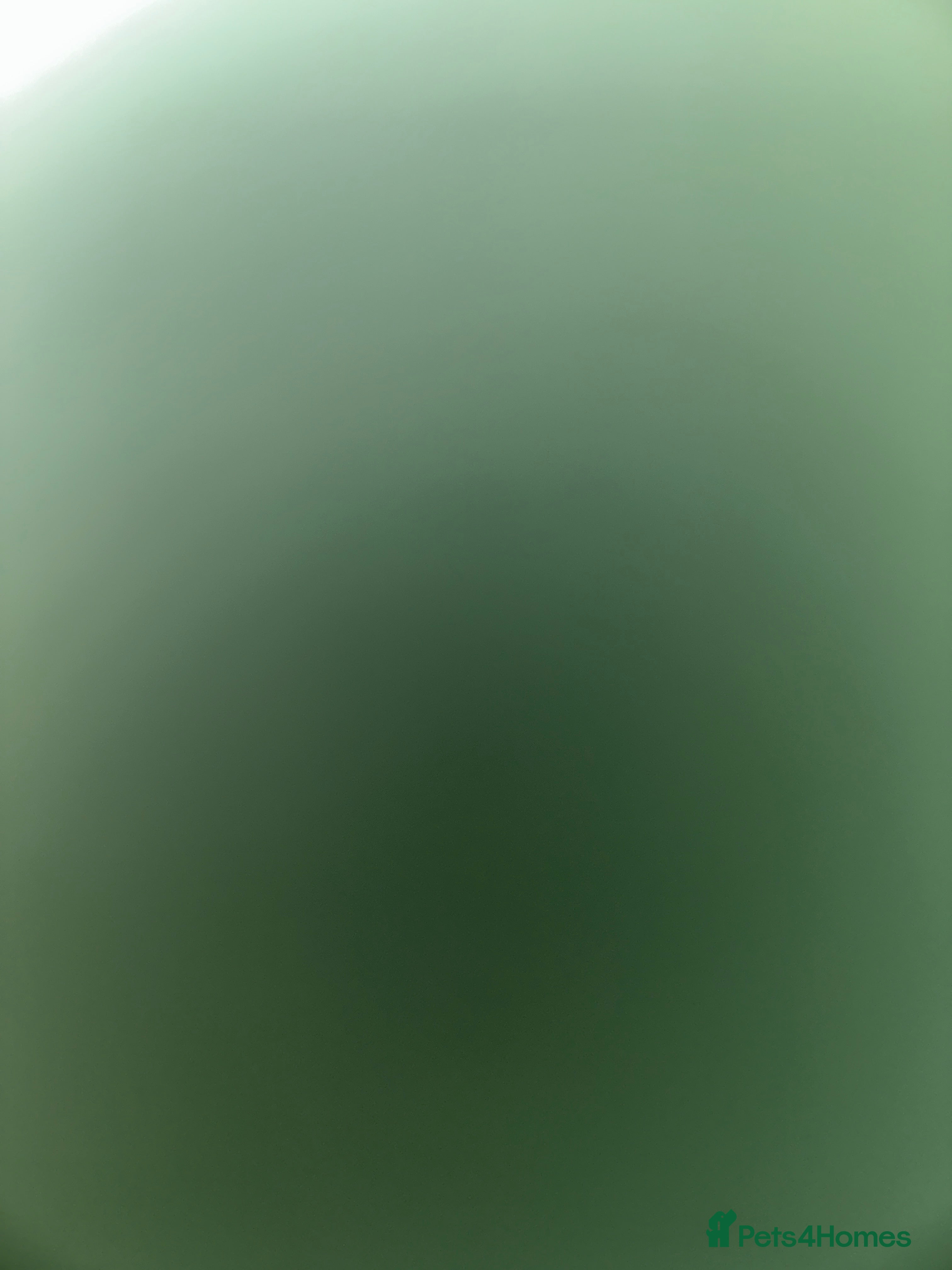 Maine Coon cats Purebreed Maincoon female Kitten - Advert 9