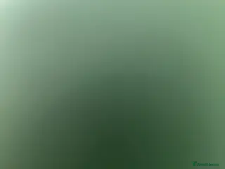 Maine Coon cats Purebreed Maincoon female Kitten - Advert 9