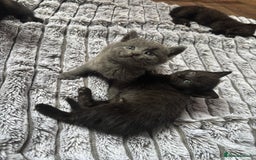 British Shorthair cats for sale: 5 British shorthair kittens  - Image 1
