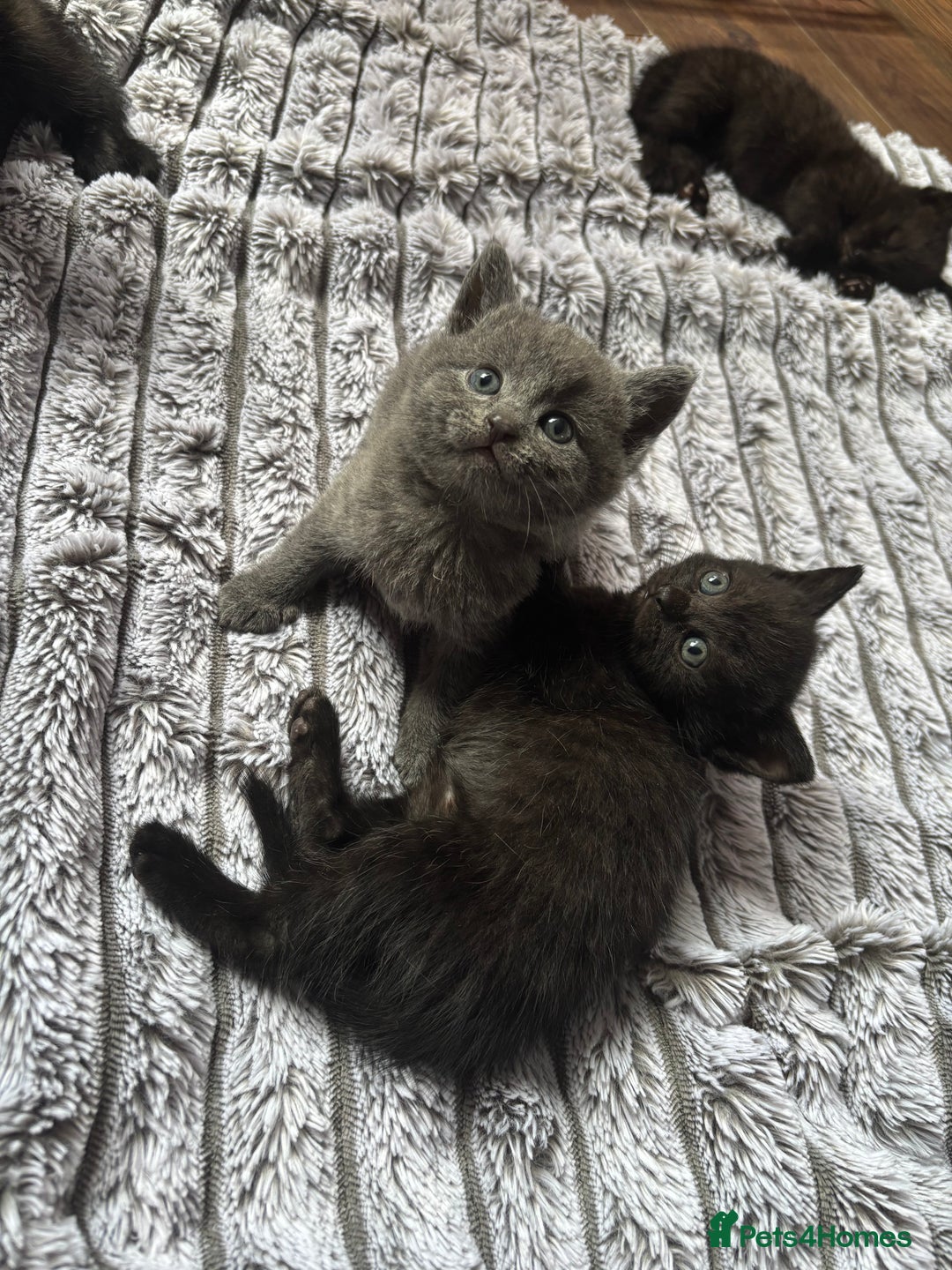 British Shorthair cats for sale: 5 British shorthair kittens  - Image 1