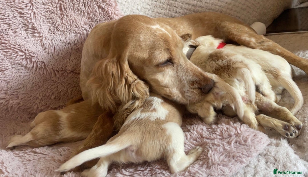 Cocker Spaniel dogs for sale: Stunning Cocker Spaniel Pups - Image 13